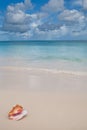 Beige shell on white sand beach near blue ocean