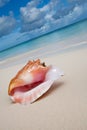 Beige shell on white sand beach near blue ocean