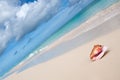 Beige shell on white sand beach near blue ocean