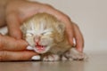 Beige, small, fluffy cute kitten in hands closeup. One week old newborn cat with eyes closed, baby animals and adorable cat