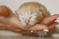 Beige, small, fluffy cute kitten in hands closeup. One week old newborn cat with eyes closed, baby animals and adorable cat