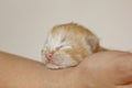 Beige, small, fluffy cute kitten in hands closeup. One week old newborn cat with eyes closed, baby animals and adorable cat