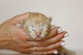 Beige, small, fluffy cute kitten in hands closeup. One week old newborn cat with eyes closed, baby animals and adorable cat