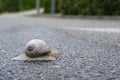 Beige Snail Crawling on Asphalt Surface Royalty Free Stock Photo
