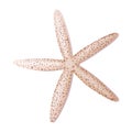 Beige starfish on a white background. Mollusk vector illustration.Beach,sea illustration. Suitable for decor, stickers, prints Royalty Free Stock Photo