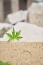 Beige stone platform on a stone background with a leaf of meadow geranium