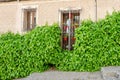 Beige wall of a house with stucco ornate with a door partly covered with ivy. Fresh summer greenery on the building wall in Royalty Free Stock Photo