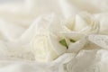 Beige wedding background with roses Royalty Free Stock Photo