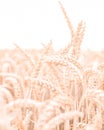 beige wheat crop field oats