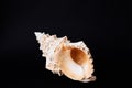 Sea shell