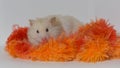 Beige and white golden hamster in the foreground playing