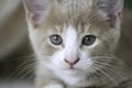 Beige and white Kitten close up Royalty Free Stock Photo