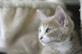 Beige and white Kitten close up Royalty Free Stock Photo