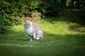 Fluffy maine coon cat running in garden shaking head Royalty Free Stock Photo