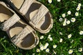 Beige women`s sandals on a background of field daisies, close-up. Top view