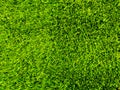 Pure green grass