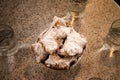 Beignets - New Orleans Royalty Free Stock Photo