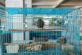 Beihai, China - July 16, 2019: A cage with exotic birds at the local wet market at the countryside of southern China