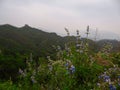 Beijing - A bunch of wild flowers growing along an unrenewed Gubeikou part of Great Wall of China Royalty Free Stock Photo