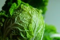 Beijing cabbage close-up Royalty Free Stock Photo