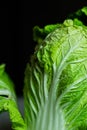 Beijing cabbage close-up Royalty Free Stock Photo