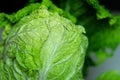 Beijing cabbage close-up Royalty Free Stock Photo