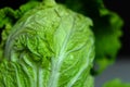 Beijing cabbage close-up Royalty Free Stock Photo