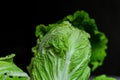 Beijing cabbage close-up Royalty Free Stock Photo
