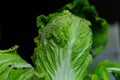 Beijing cabbage close-up Royalty Free Stock Photo