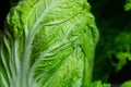 Beijing cabbage close-up Royalty Free Stock Photo