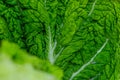 Beijing cabbage close-up Royalty Free Stock Photo