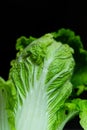 Beijing cabbage close-up Royalty Free Stock Photo