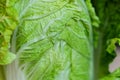 Beijing cabbage close-up Royalty Free Stock Photo