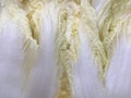 Texture of cabbage leaves. Macro shot