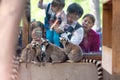 People looking at a group of ring-tailed lemurs, Lemur catta at Beijing Zoo