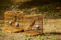 Singing bird in bamboo cage at Jingshan public park in Beijing, China. Royalty Free Stock Photo