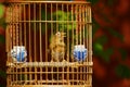 Singing bird in the hanging bamboo cage at Jingshan public park in Beijing, China.
