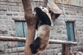 Panda - Ailuropoda melanoleuca in Beijing zoo