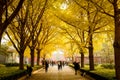 BEIJING, CHINA - NOVEMBER 10, 2016: Tourists enjoy the beautiful view of yellow Gingko leaves in front of Yonghe Temple.