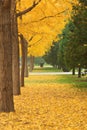 Beijing ditan park ginkgo