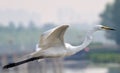 Beijing Egrets Royalty Free Stock Photo