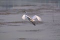 Beijing Egrets