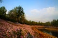 Beijing Olympic Green Park wetland spring Royalty Free Stock Photo