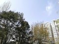 Beijing Spring sky trees building