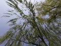 Beijing Spring sky trees building