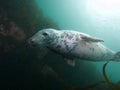 Being buzzed by a grey seal 02 Royalty Free Stock Photo