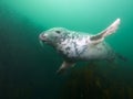 Being buzzed by a grey seal 01 Royalty Free Stock Photo