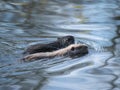 Being a Coypu family