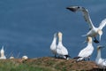 Being distrubed by other birds, courtship ritual by gannets, morus bassanus, and ignoring the bird that lands nearby