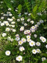 Foraging Bellis Perennis plant and flowers